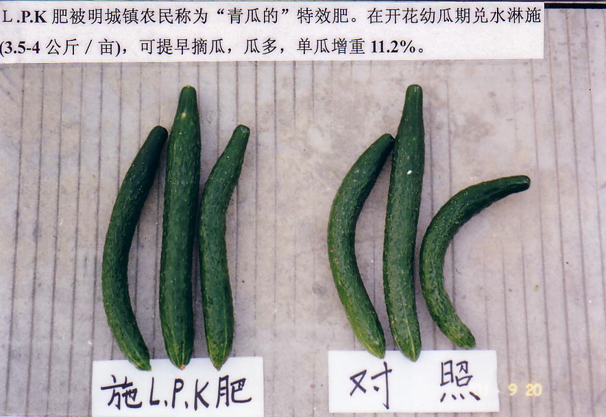 L.P.K.肥被明城镇农民称为青瓜的“特效肥料”。在开花幼瓜期兑水淋施(3.5-4公斤亩)，可提早摘瓜，瓜多，单瓜增重11.jpg