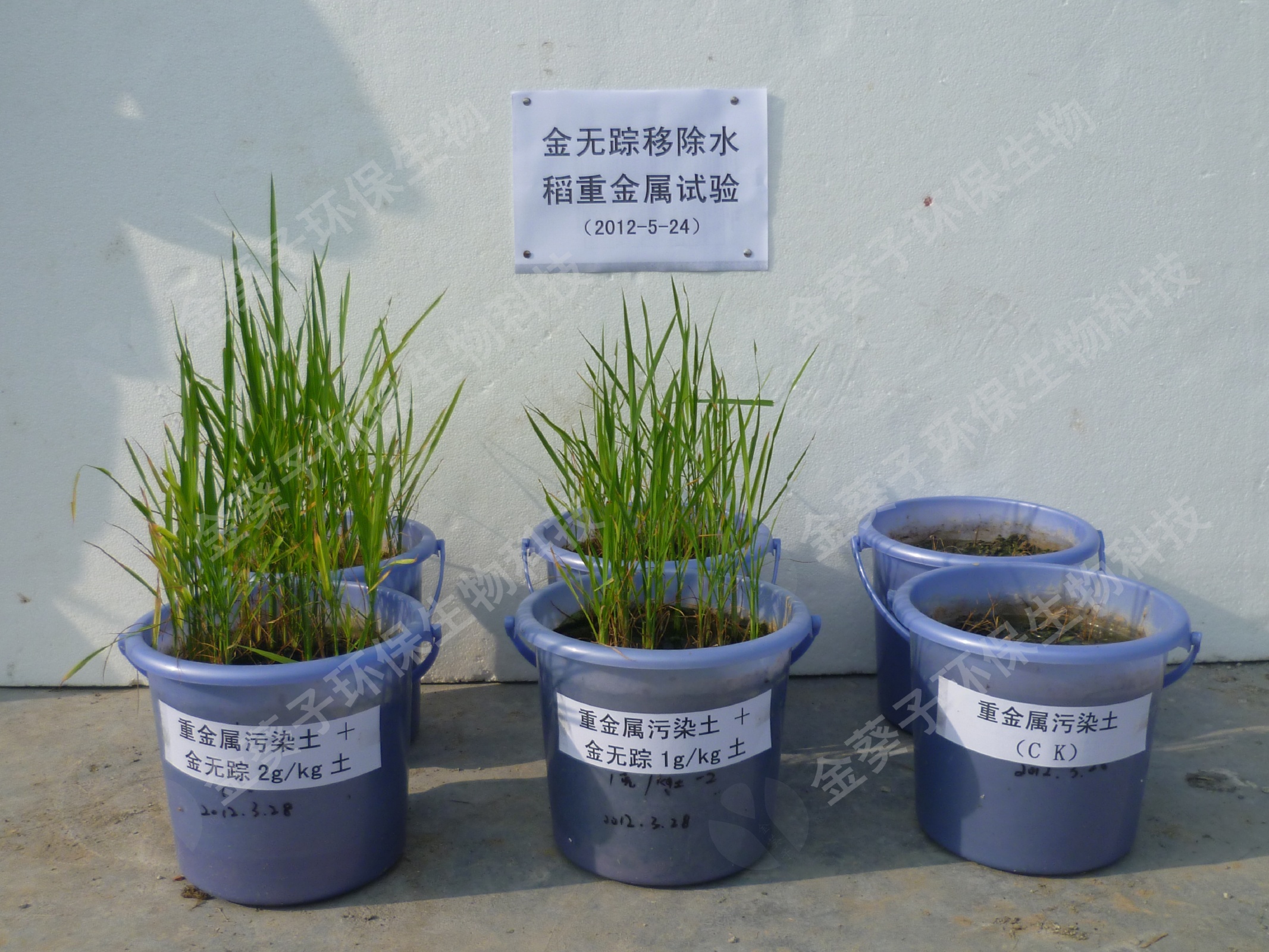 用重金属污染土栽培的水稻，常规施肥（右行）因重金属毒害.jpg