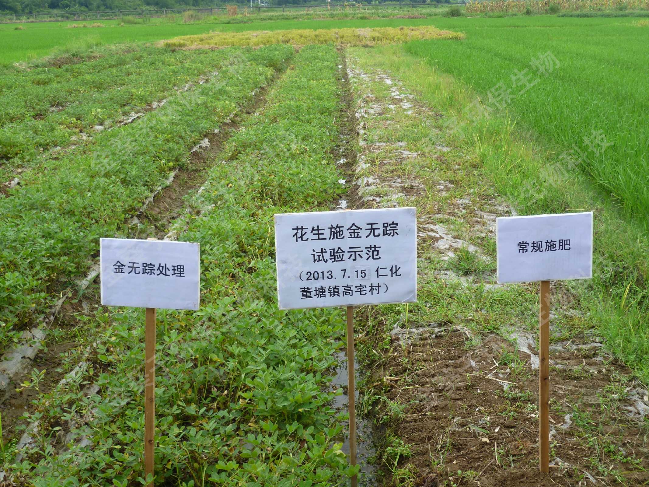 在广东省韶关市仁化县董塘镇重金属污染严重农田种植的花生，常规施肥（右畦）因重金属毒害全部死苗，而金葵子复合微生物肥（金无踪）处理（左畦）生长基本正常。.jpg