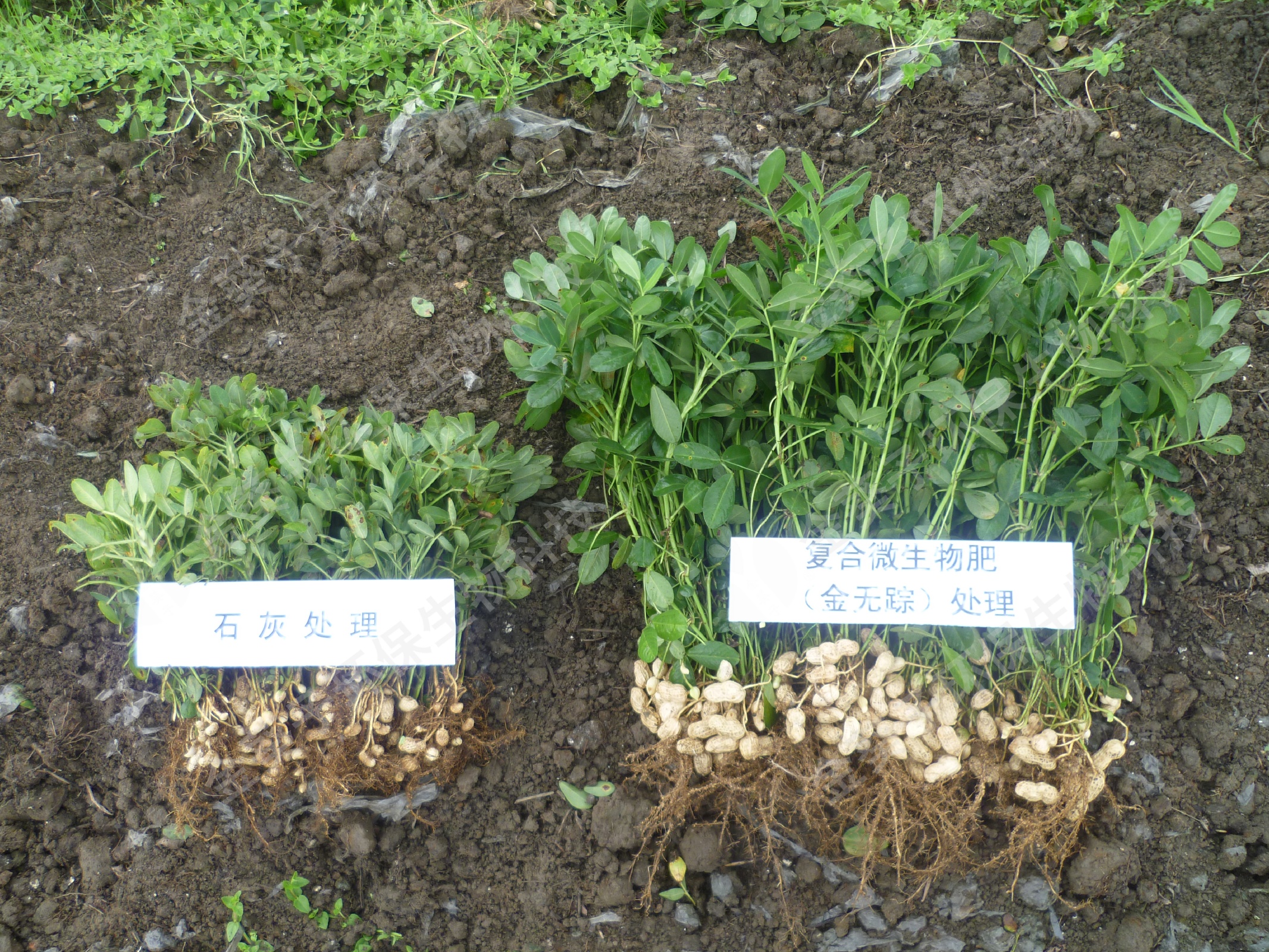 在花生不能生长的重金属污染区种植的花生：施用石灰处理花生虽可成活，但植株弱小，结荚不佳，产量极低，而施用金葵子复合微生物肥（金无踪）处理的花生能正常生长，正常结荚。.jpg